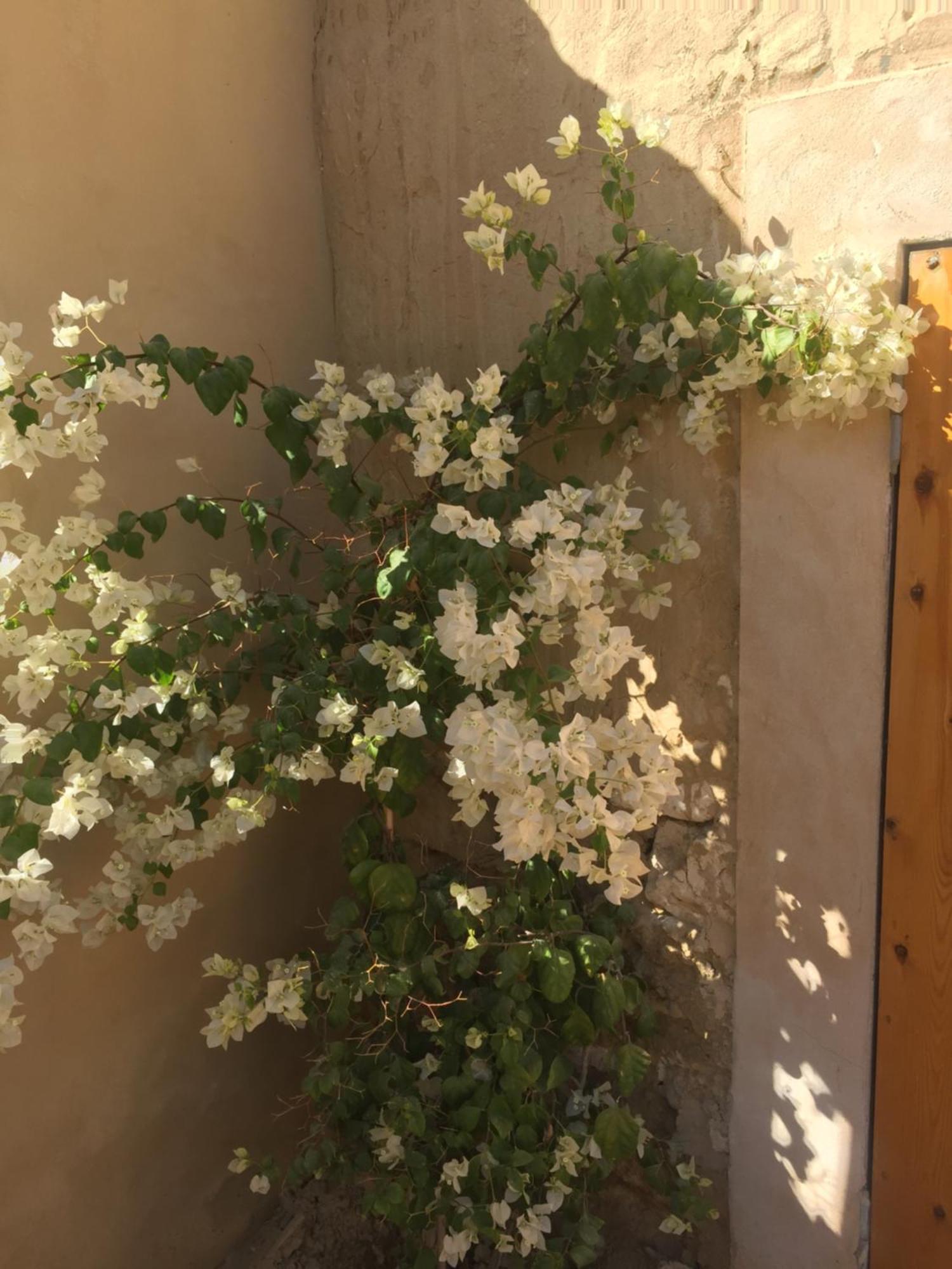Tanirt Ecolodge Siwa Oasis Εξωτερικό φωτογραφία